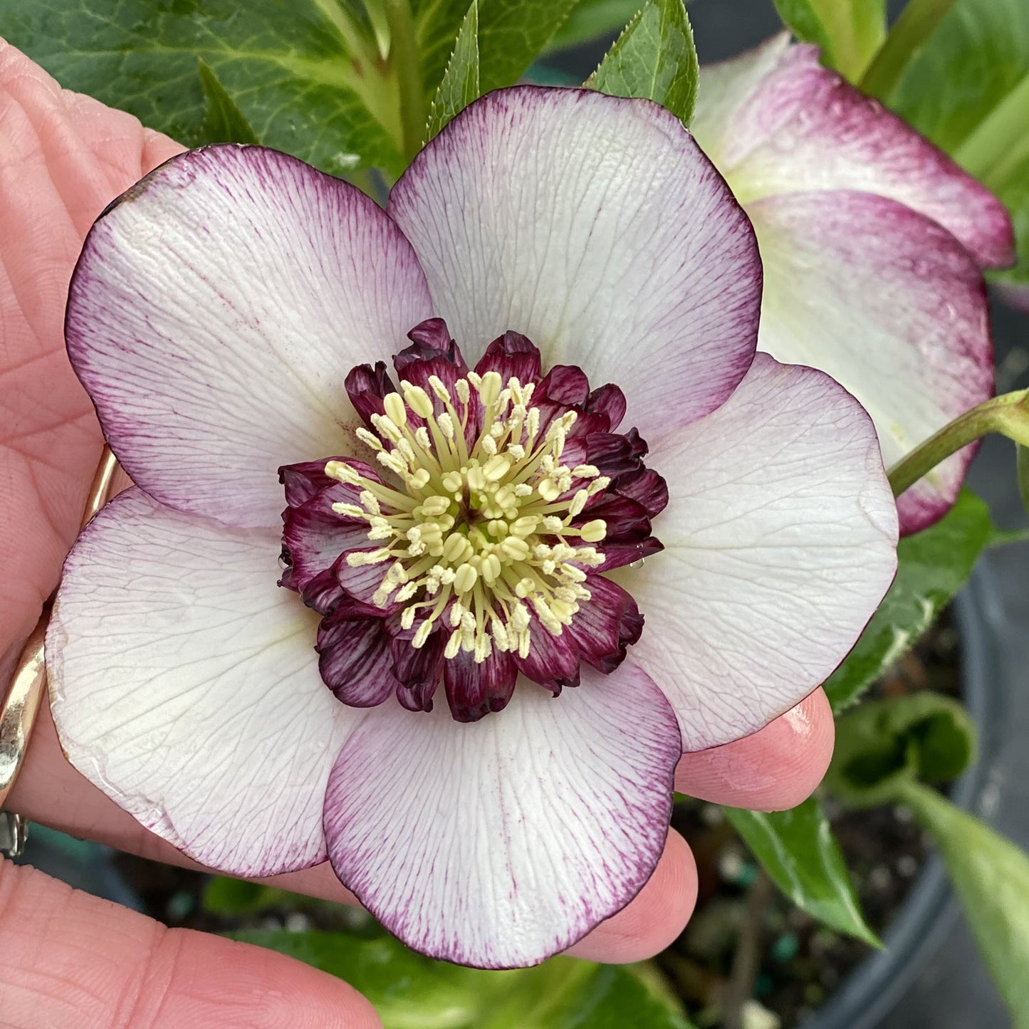 A hand holds a Honeymoon® 'French Kiss' Lenten Rose (Helleborus) with white petals edged in purple and a cluster of dark purple and yellow stamens. Green leaves and another flower appear in the background - Photo Property of Garden Crossings LLC.
