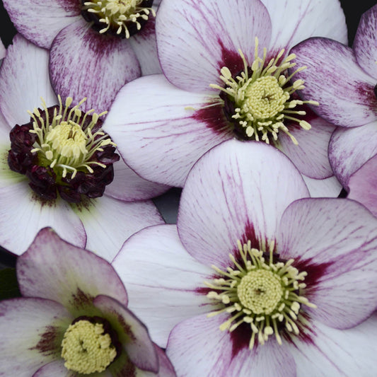 A close-up of Honeymoon® 'French Kiss' Lenten Rose (Helleborus) flowers featuring pale white and purple petals with yellow-green centers and fine purple veining, ideal for brightening shade gardens - Photo Courtesy of Walters Gardens, Inc.