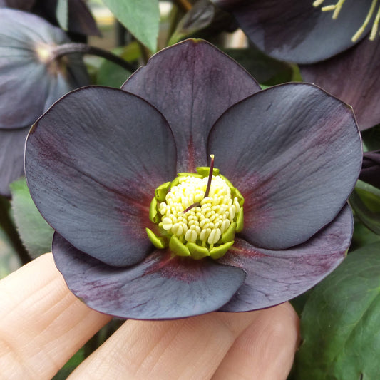A close-up of the Honeymoon® 'New York Night' Lenten Rose (Helleborus), displaying its dark purple-black petals and bright yellow-green center, gently held by a person's fingers among green leaves in a shade garden - Photo Property of Garden Crossings LLC.