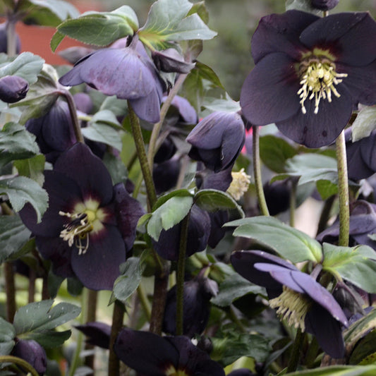 Close-up of Honeymoon® 'New York Night' Lenten Rose (Helleborus) with dark purple blooms and pale yellow stamens, showcased among green leaves in a shady garden - Photo Courtesy of Walters Gardens, Inc.