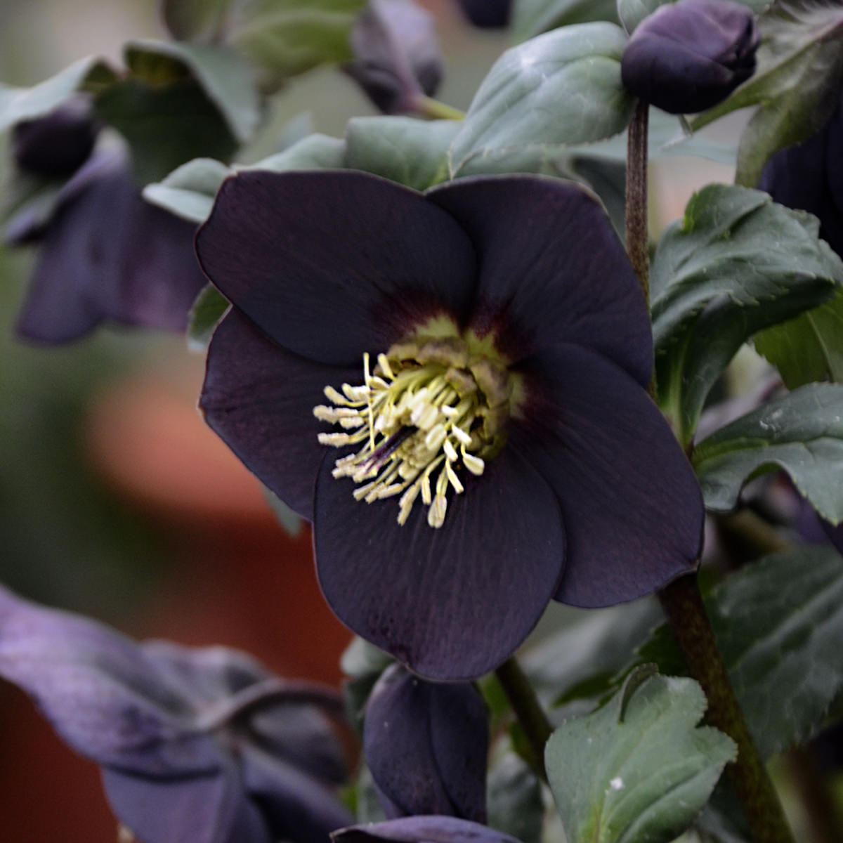 A close-up of Honeymoon® 'New York Night' Lenten Rose (Helleborus) shows dark purple blooms with pale yellow stamens and green leaves - Photo Courtesy of Walters Gardens, Inc.