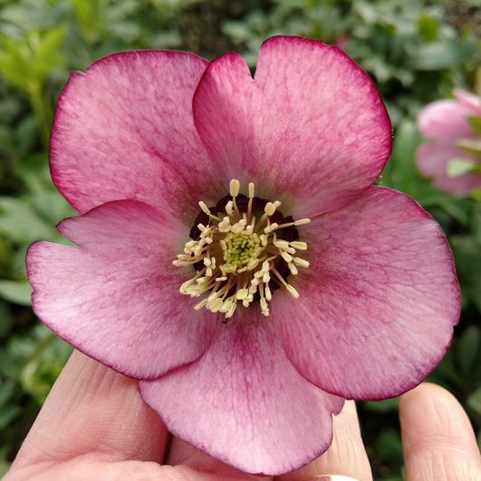 A hand holds a Honeymoon® 'Paris in Pink' Lenten Rose (Helleborus) with five pink petals and a yellow-white center, shown close-up against a blurred green background - Photo Property of Garden Crossings LLC.