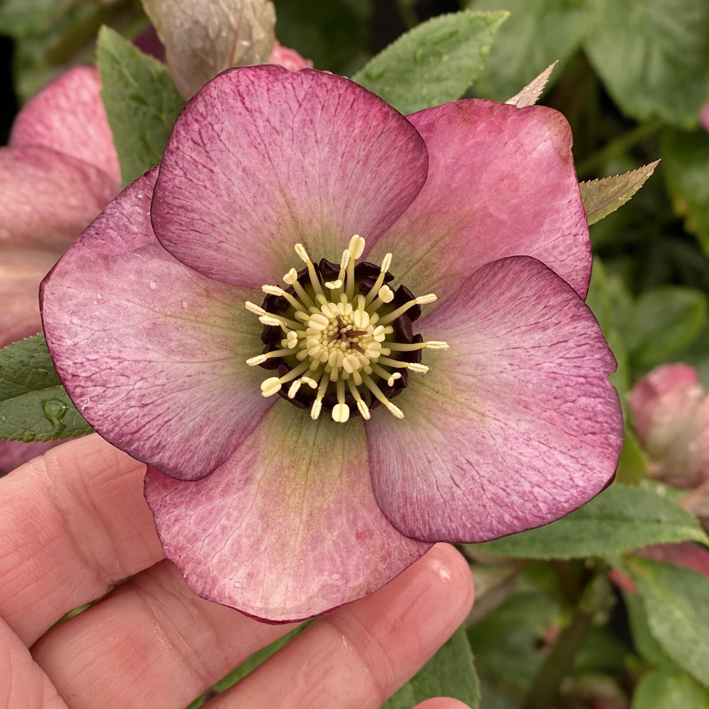 A hand holds a Honeymoon® 'Paris in Pink' Lenten Rose (Helleborus), a shade perennial with five pinkish-purple petals, yellow center stamens, and green leaves in the background - Photo Property of Garden Crossings LLC.