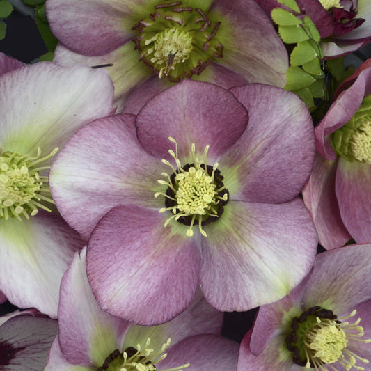 Close-up of several pale purple and white Honeymoon® 'Paris in Pink' Lenten Rose (Helleborus) flowers with yellow centers and delicate petals, surrounded by green leaves and darker parts, arranged closely together - Photo Courtesy of Walters Gardens, Inc.