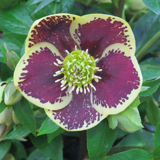 A close-up of a Honeymoon® 'Rio Carnival' Lenten Rose (Helleborus) shows cream-yellow petals with maroon-purple splotches and a green, spiky center, framed by lush green leaves - Photo Property of Garden Crossings LLC.