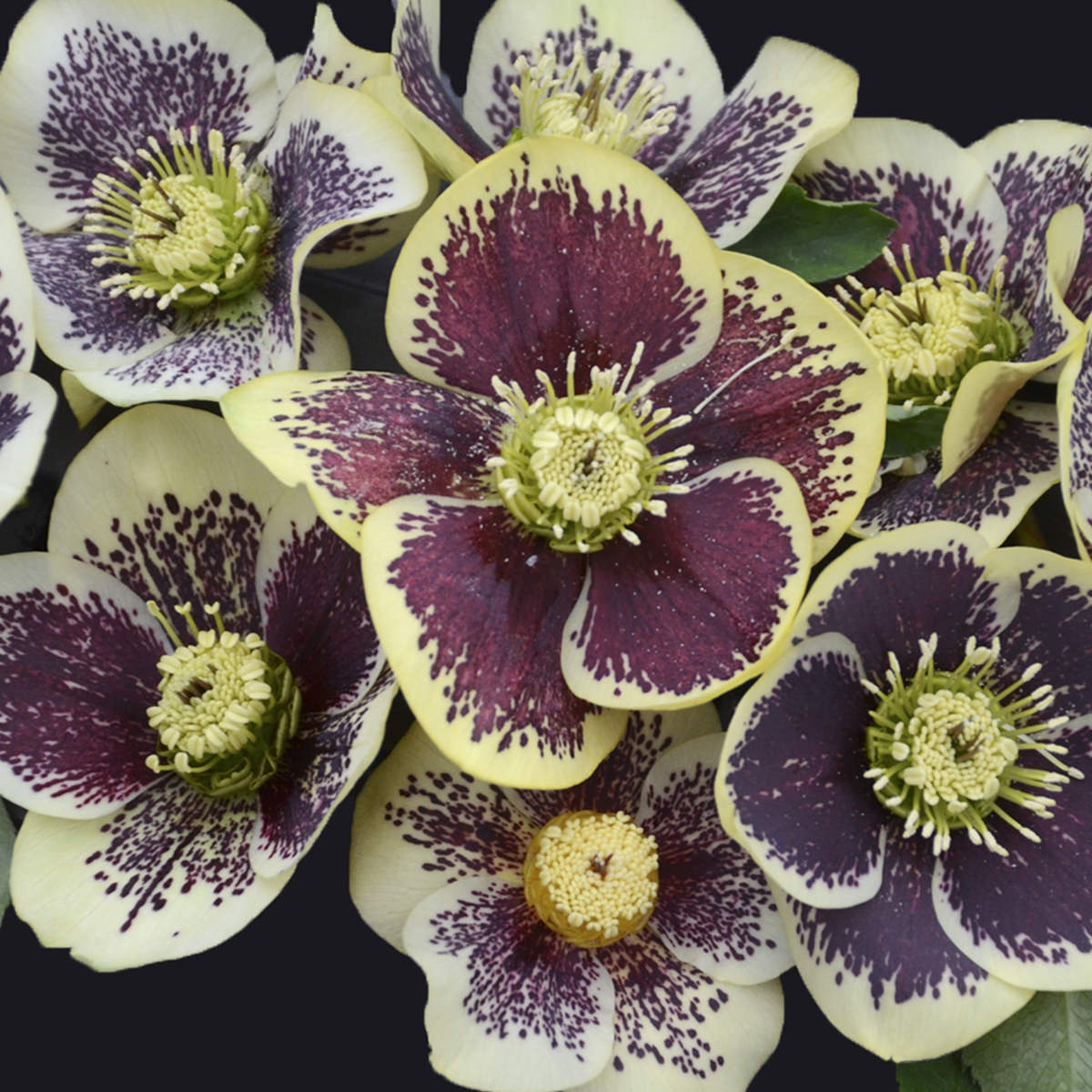 A cluster of pale yellow Honeymoon® 'Rio Carnival' Lenten Rose (Helleborus) flowers with bold dark purple splotches and speckles, featuring prominent yellow-green stamens, set against a dark background - Photo Courtesy of Walters Gardens, Inc.