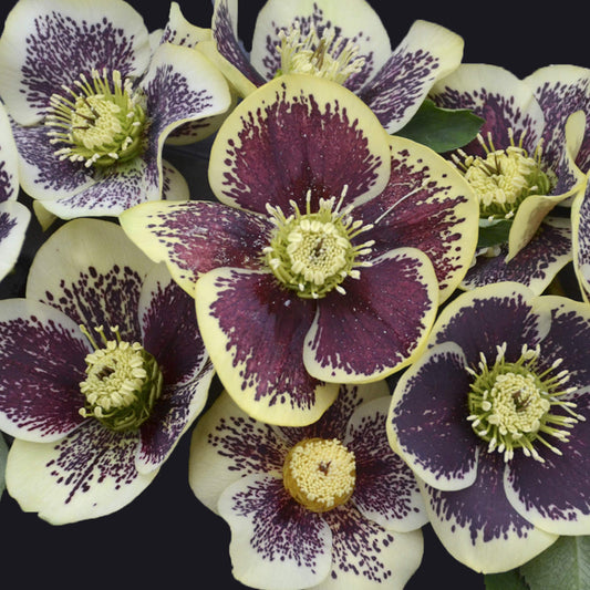A cluster of pale yellow Honeymoon® 'Rio Carnival' Lenten Rose (Helleborus) flowers with bold dark purple splotches and speckles, featuring prominent yellow-green stamens, set against a dark background - Photo Courtesy of Walters Gardens, Inc.