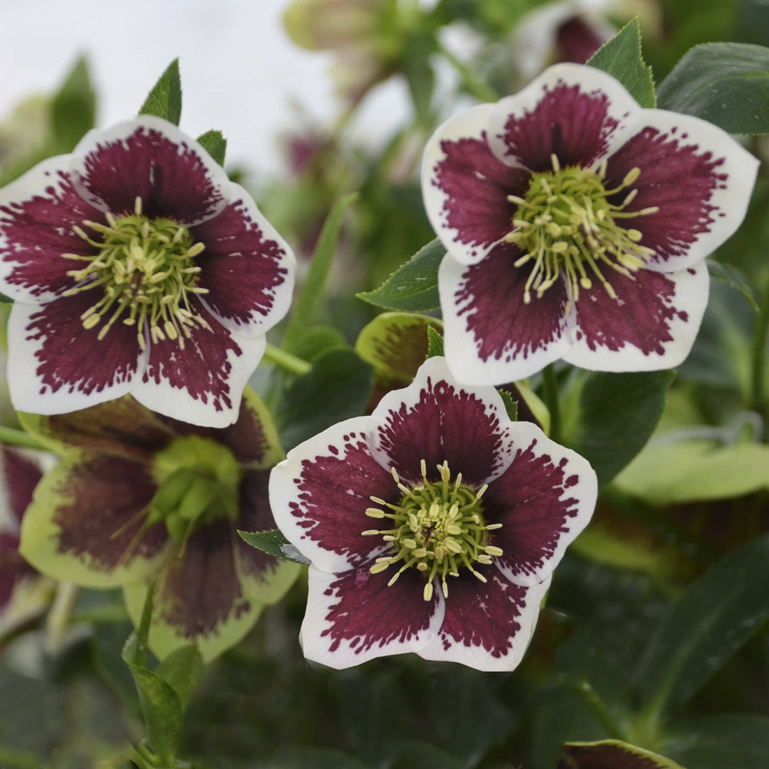 Three Honeymoon® 'Romantic Getaway' Lenten Rose (Helleborus) flowers display white petals with deep maroon centers, yellow-green stamens, and are framed by green leaves - Photo Courtesy of Walters Gardens, Inc.