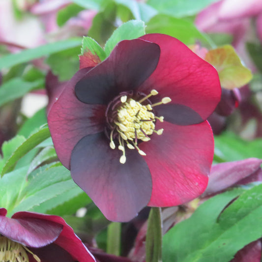 Honeymoon® 'Rome in Red' Lenten Rose (Helleborus) - Photo Property of Garden Crossings LLC