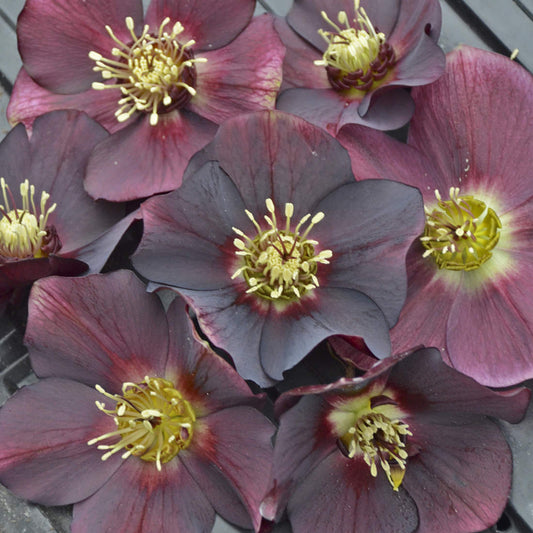 Close-up of the Honeymoon® 'Rome in Red' Lenten Rose (Helleborus) features clusters of deep purple blooms with yellow-green centers and bright stamens - Photo Courtesy of Walters Gardens, Inc.