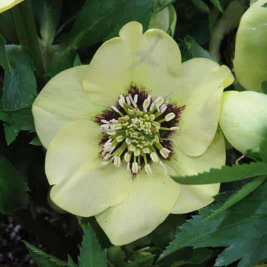 Close-up of the Honeymoon® 'Spanish Flare' Lenten Rose (Helleborus) features pale yellow blooms with broad petals and white-tipped stamens, nestled among green leaves - Photo Property of Garden Crossings LLC.