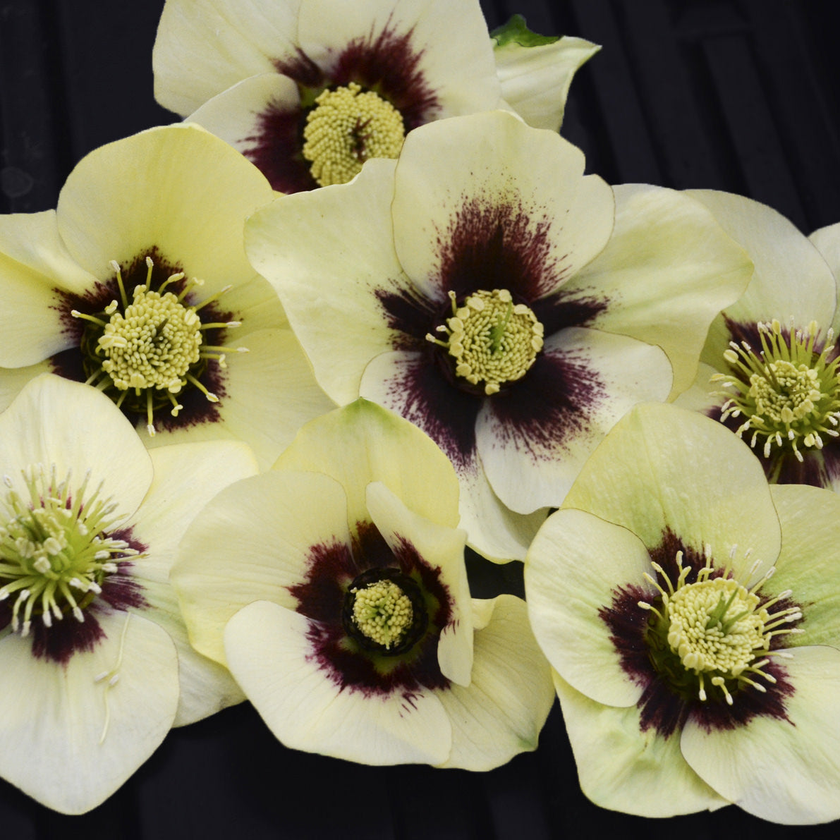 Cream-colored flowers with dark maroon centers and yellow-green stamens cluster on a dark backdrop, highlighting the unique beauty of Honeymoon® 'Spanish Flare' Lenten Rose (Helleborus) - Photo Courtesy of Walters Gardens, Inc.
