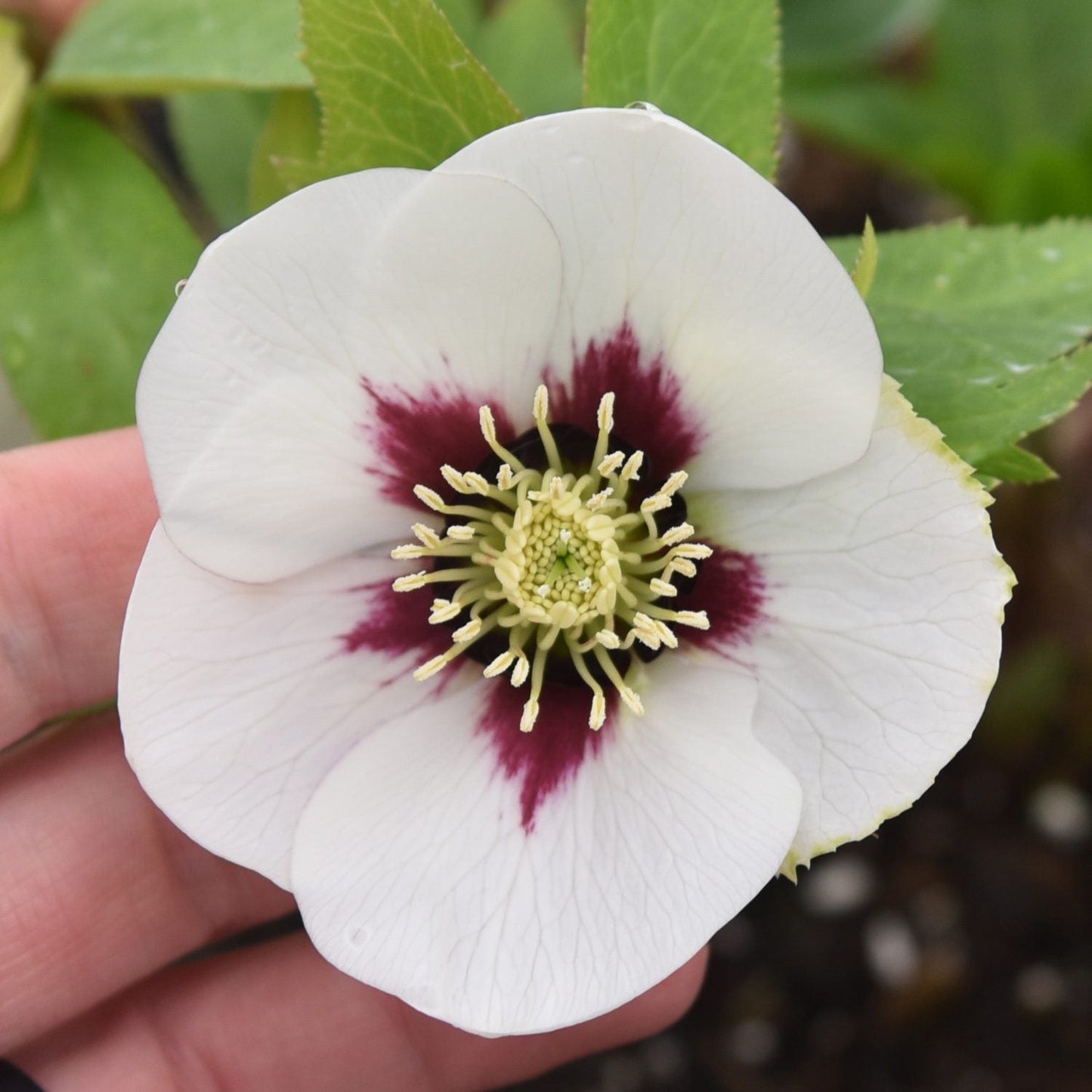 A hand holds a Honeymoon® 'Swiss Alps' Lenten Rose (Helleborus), its white petals with dark maroon centers and creamy yellow stamens contrasted against green leaves - Photo Courtesy of Walters Gardens, Inc.