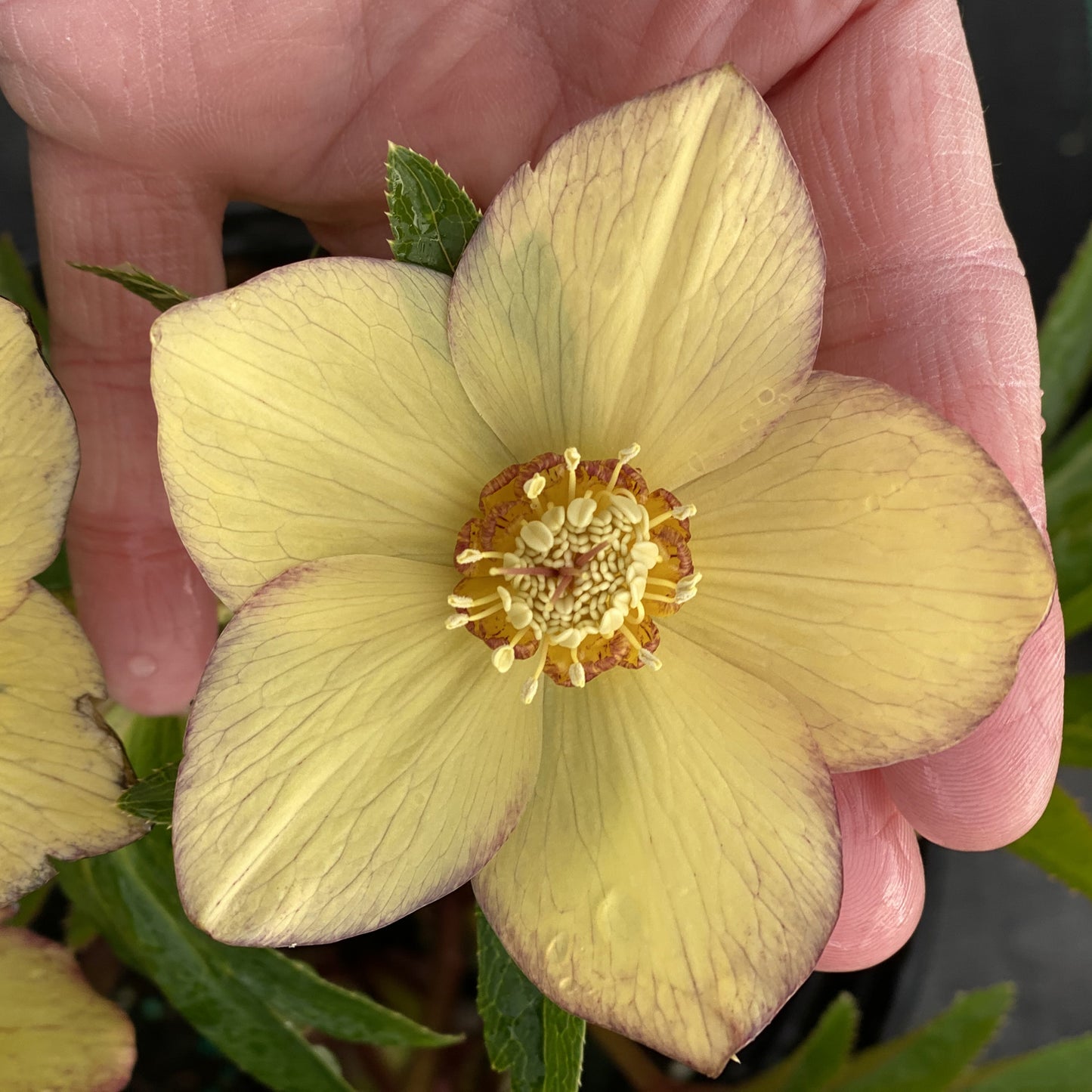 A close-up of a hand gently holding a pale yellow Honeymoon® 'Tropical Sunset' Lenten Rose (Helleborus) with light purple edges, detailed center, and green foliage - Photo Property of Garden Crossings LLC.