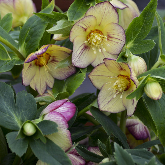 Honeymoon® 'Tropical Sunset' Lenten Rose (Helleborus) features pale yellow flowers with purple-edged petals and bright yellow stamens - Photo Courtesy of Walters Gardens, Inc.