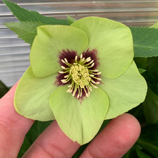 A close-up of a light green Honeymoon® 'Irish Luck' Lenten Rose (Helleborus) with five petals, dark purple center markings, and pale yellow stamens. Two fingers gently hold this shade perennial; green leaves appear in the background - Photo Courtesy of Walters Gardens, Inc.