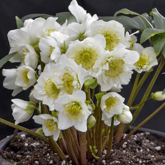 A cluster of 'Snowbells' Lenten Rose (Helleborus) displays white flowers with yellow centers, emerging from green stems and leaves above soil, with the blooms standing out against a dark background - Photo Courtesy of Walters Gardens, Inc.