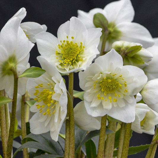A cluster of 'Snowbells' Lenten Rose (Helleborus) blooms with white petals, yellow centers, and green stems set against a dark background. The delicate flowers slightly overlap, with green leaves at the base - Photo Courtesy of Walters Gardens, Inc.