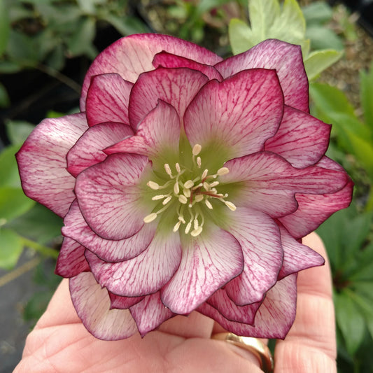 Wedding Party® 'Blushing Bridesmaid' Lenten Rose (Helleborus) - Photo Property of Garden Crossings LLC