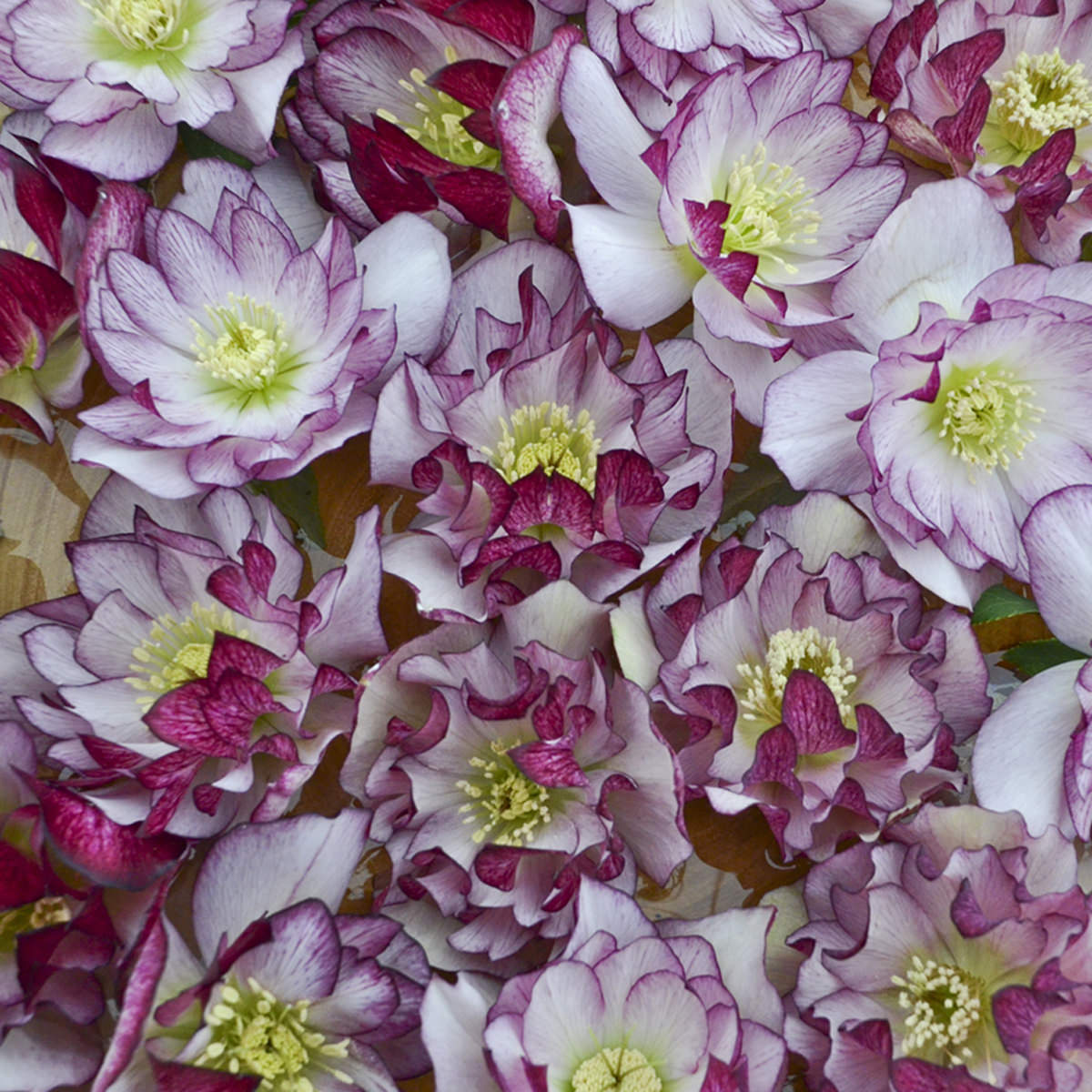 A close-up of densely arranged, overlapping pale pink and white Wedding Party® 'Blushing Bridesmaid' Lenten Rose (Helleborus) flowers with purple-edged petals and yellow centers - Photo Courtesy of Walters Gardens, Inc.