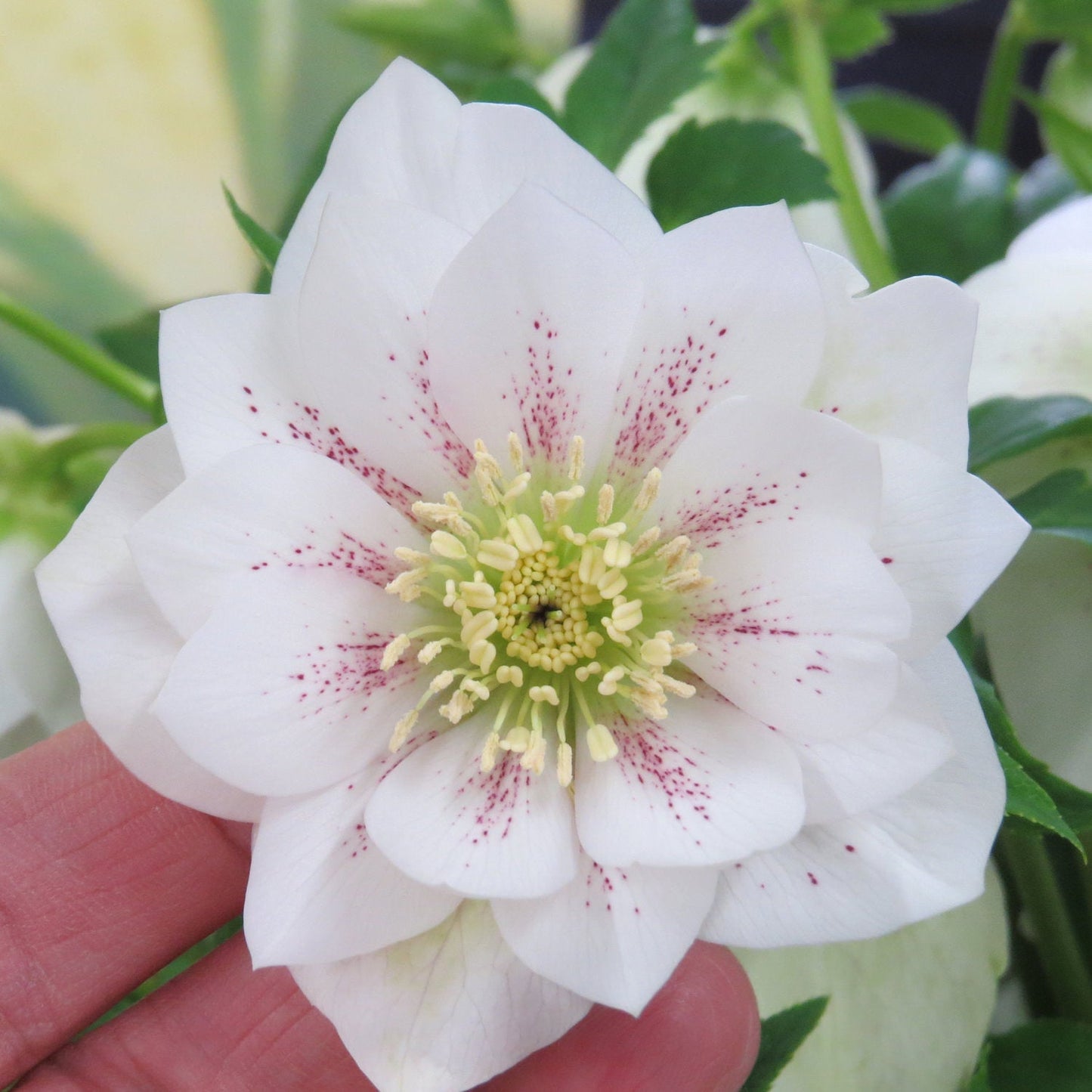 A hand gently holds a Wedding Party® 'Confetti Cake' Lenten Rose with white double flowers, purple-speckled petals, and yellow-green stamens. Green leaves and blurred blooms complete this charming shade perennial for woodland gardens - Photo Property of Garden Crossings LLC.