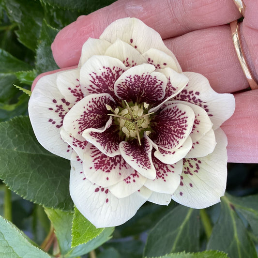 A close-up of a hand gently holding a Wedding Party® 'Confetti Cake' Lenten Rose, a pale cream flower with dark purple speckles and layered petals, among green leaves - Photo Property of Garden Crossings LLC.
