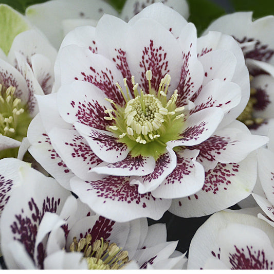 Close-up of Wedding Party® 'Confetti Cake' Lenten Rose (Helleborus), a shade perennial with layered white petals speckled dark purple near the center and pale yellow stamens, set against a softly blurred woodland garden backdrop - Photo Courtesy of Walters Gardens, Inc.