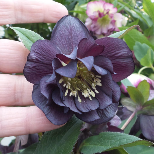 A hand gently holds a blooming Wedding Party® 'Dark and Handsome' Lenten Rose (Helleborus), showcasing deep purple, double-layered petals, pale yellow stamens, and green leaves - Photo Property of Garden Crossings LLC.