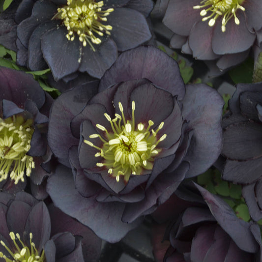 Wedding Party® 'Dark and Handsome' Lenten Rose (Helleborus) - Photo Courtesy of Walters Gardens, Inc.