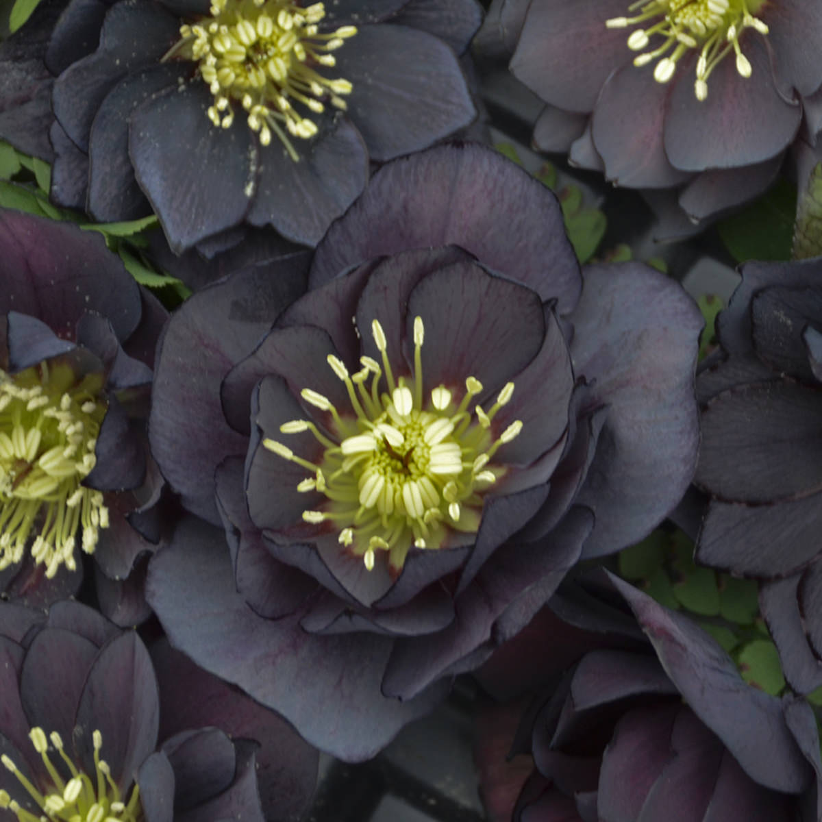 Close-up of Wedding Party® 'Dark and Handsome' Lenten Rose (Helleborus), featuring deep purple-black layered petals, striking yellow stamens, and lush green foliage - Photo Courtesy of Walters Gardens, Inc.