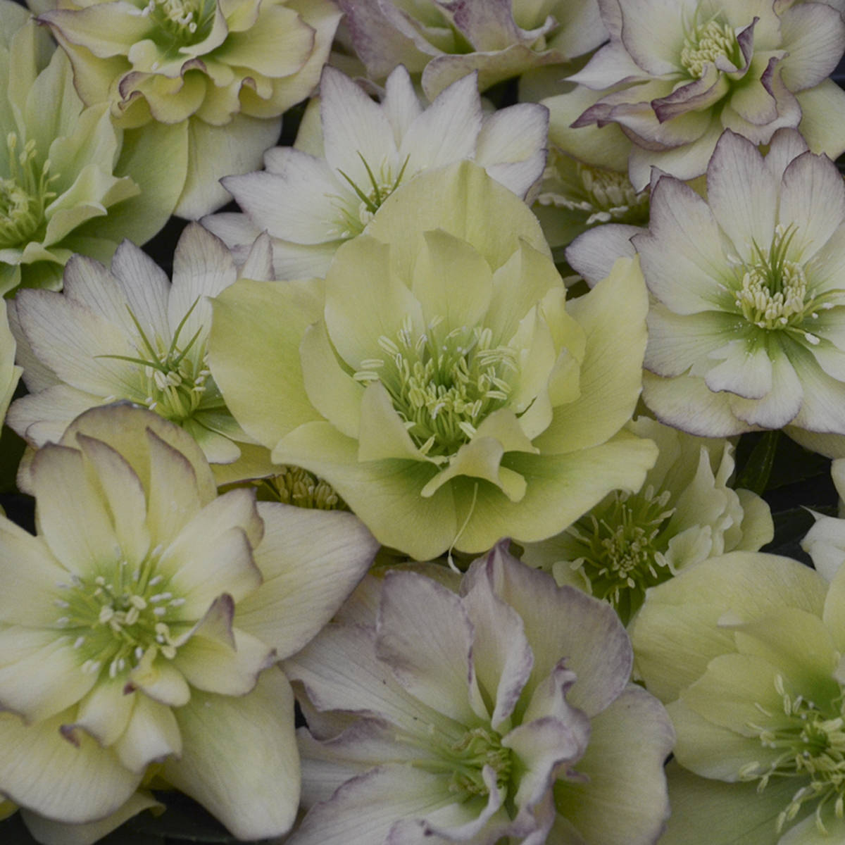 A close-up of Wedding Party® 'First Dance' Lenten Rose (Helleborus) shows pale yellow and cream flowers with light green centers and purple-tinged edges, densely clustered - Photo Courtesy of Walters Gardens, Inc.