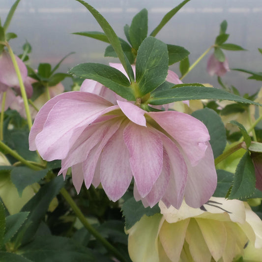 Close-up of the Wedding Party® 'Flower Girl' Lenten Rose (Helleborus) features pale pink double blooms amid green leaves, with additional softly blurred flowers and foliage in the background - Photo Property of Garden Crossings LLC.