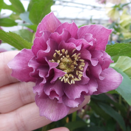 A hand gently holds a vibrant purple-pink double blooming perennial, Wedding Party® 'Maid of Honor' Lenten Rose (Helleborus), with ruffled petals and yellow stamens among green leaves and a blurred background - Photo Property of Garden Crossings LLC.