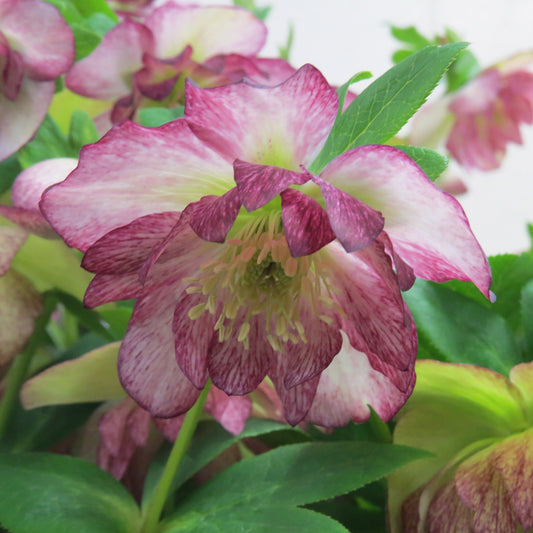 Wedding Party® 'Maid of Honor' Lenten Rose (Helleborus) - Photo Property of Garden Crossings LLC