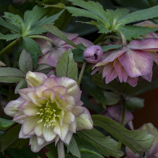 Close-up of Wedding Party® 'Mother of the Bride' Lenten Rose (Helleborus) in pale yellow with light pink edges, set among green leaves and other purple-tinged double blooms and buds - Photo Courtesy of Walters Gardens, Inc.
