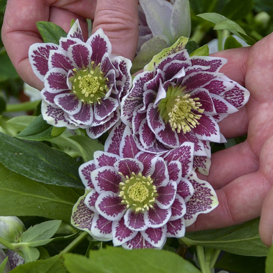 Wedding Party® 'Shotgun Wedding' Lenten Rose (Helleborus) - Photo Courtesy of Walters Gardens, Inc.