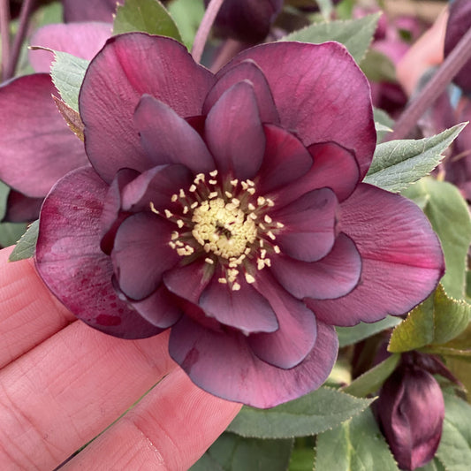 A hand gently holds a deep burgundy, double-petaled Wedding Party® 'True Love' Lenten Rose (Helleborus) with pale yellow stamens in the center, surrounded by green leaves and more buds of this striking shade perennial - Photo Property of Garden Crossings LLC.