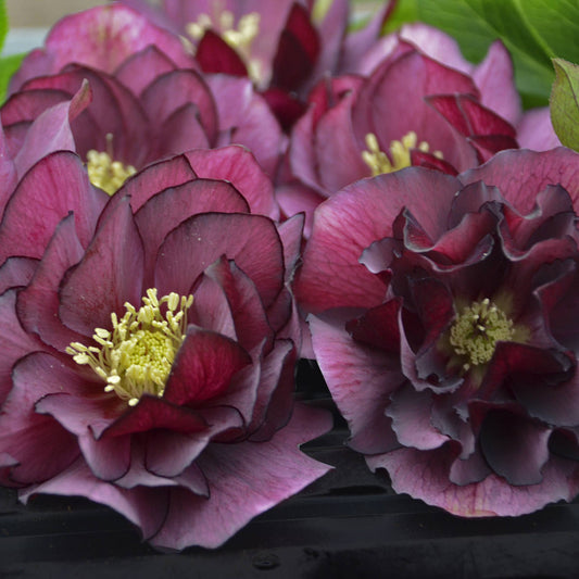 Close-up of several cut Wedding Party® 'True Love' Lenten Rose (Helleborus) blooms showing dark purple-pink layered petals and pale yellow stamens, set against green foliage - Photo Courtesy of Walters Gardens, Inc.
