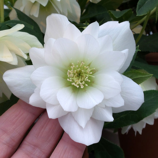 Wedding Party® 'Wedding Bells' Lenten Rose (Helleborus) - Photo Property of Garden Crossings LLC