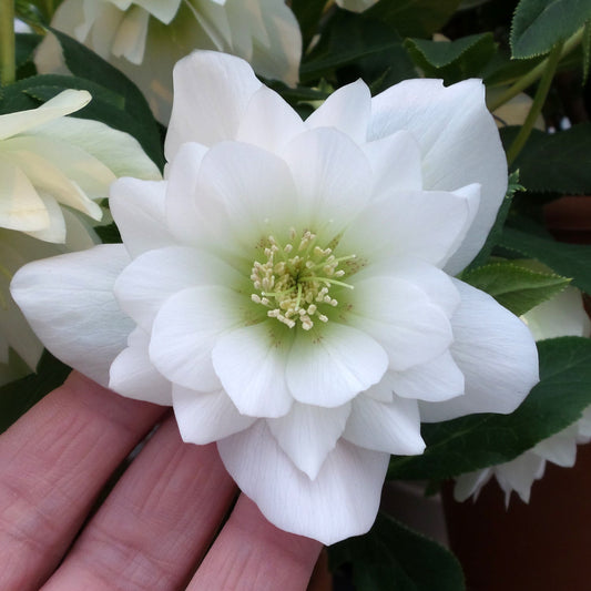 A hand gently holds a snow white, multi-layered Wedding Party® 'Wedding Bells' Lenten Rose (Helleborus) with a green center and delicate petals, surrounded by green leaves - Photo Property of Garden Crossings LLC.
