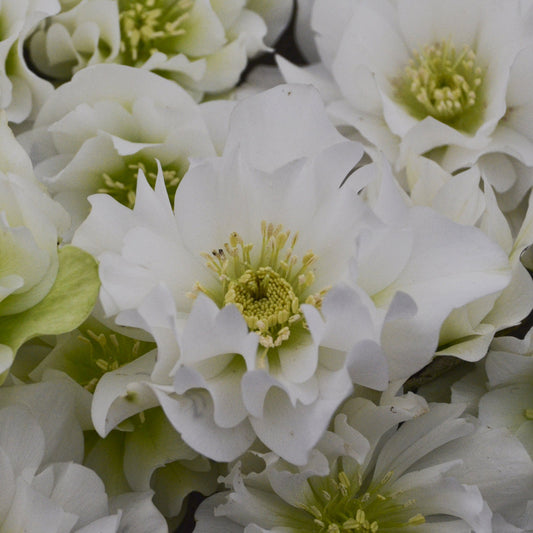 Wedding Party® 'Wedding Bells' Lenten Rose (Helleborus) - Photo Courtesy of Walters Gardens, Inc.