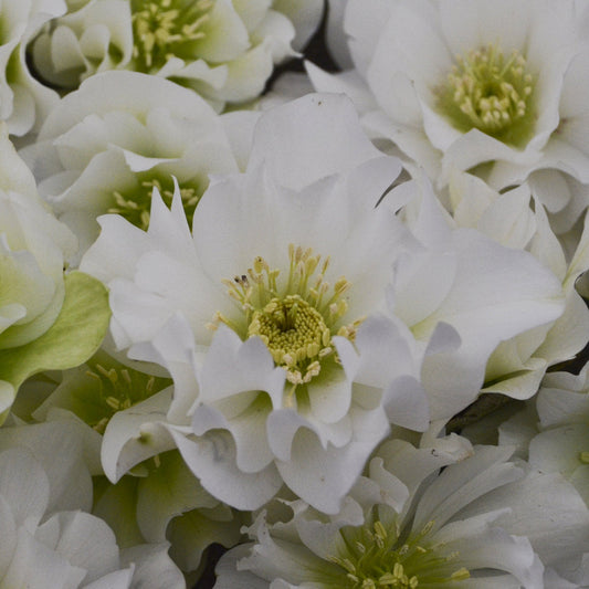 A close-up of Wedding Party® 'Wedding Bells' Lenten Rose (Helleborus) reveals delicate white petals and yellow-green centers, densely clustered and softly lit to highlight the beauty of this perennial shade flower - Photo Courtesy of Walters Gardens, Inc.
