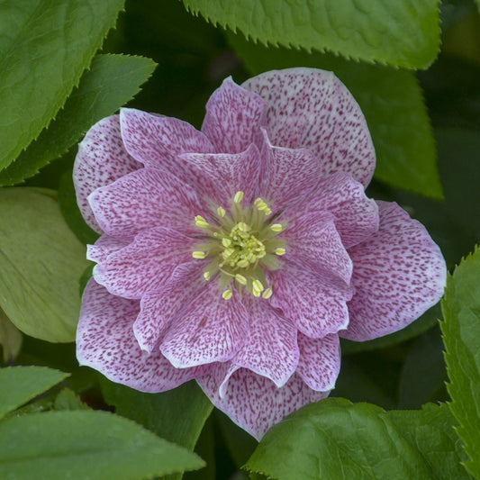 A close-up of the Wedding Party® 'Wedding Crasher' Lenten Rose (Helleborus), an early spring bloomer with multiple pink petals speckled with darker spots, yellow stamens at the center, and green foliage - Photo Courtesy of Walters Gardens, Inc.