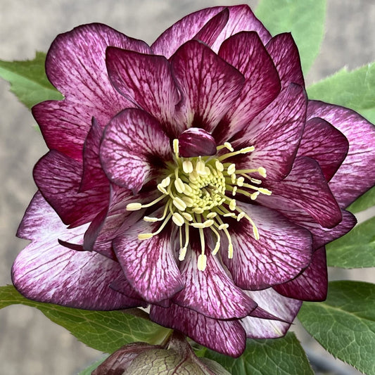 Wedding Party® 'Whirlwind Romance' Lenten Rose (Helleborus) - Photo Courtesy of Walters Gardens, Inc.