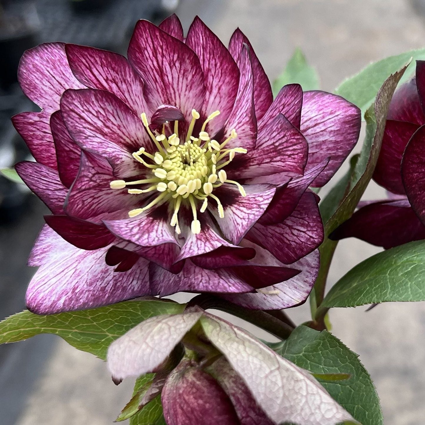 A close-up of Wedding Party® 'Whirlwind Romance' Lenten Rose (Helleborus), a deer and rabbit-resistant perennial featuring double-layered purple and white blooms with yellow stamens and striking dark purple-edged petals - Photo Courtesy of Walters Gardens, Inc.