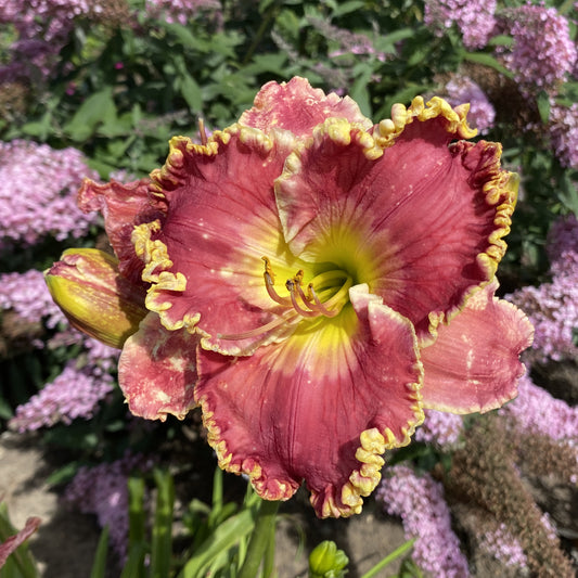 Born To Run' Daylily (Hemerocallis) - Photo Property of Garden Crossings LLC