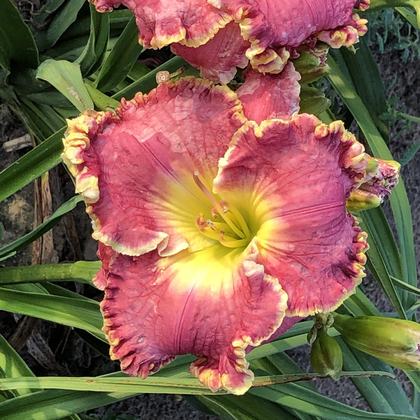 A close-up of the 'Born To Run' Daylily (Hemerocallis) shows its ruffled pink petals with yellow edges and a bright yellow center, surrounded by green foliage - Photo Property of Garden Crossings LLC.