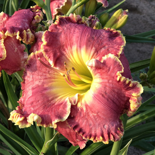 Born To Run' Daylily (Hemerocallis) - Photo Property of Garden Crossings LLC