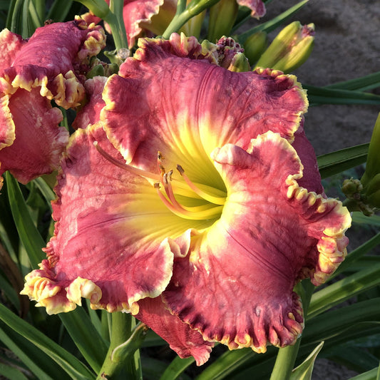 A close-up of the 'Born To Run' Daylily (Hemerocallis) shows its ruffled deep pink petals with yellow edges and a bright yellow center set among green leaves and more buds in the background - Photo Property of Garden Crossings LLC.
