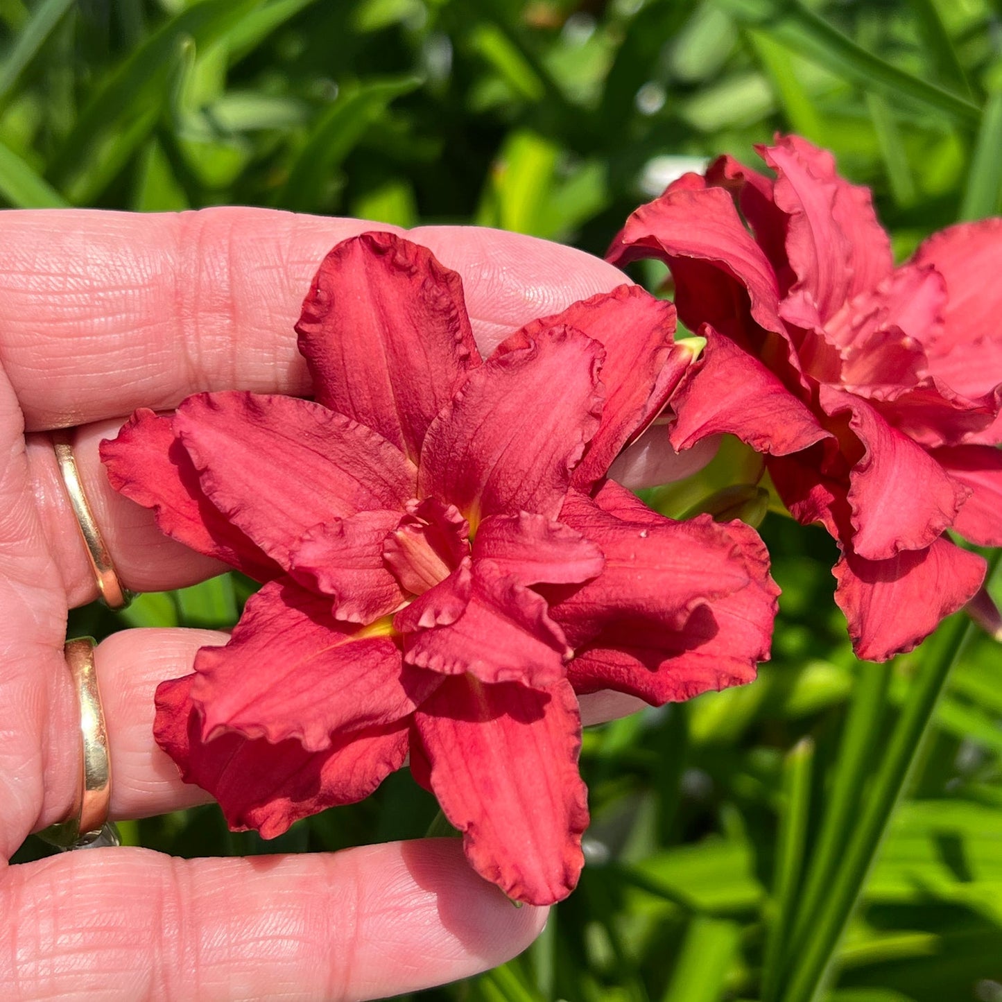A hand with gold rings gently holds a vibrant red 'Double Pardon Me' Daylily (Hemerocallis). Another similar bloom and lush green leaves surround the flowers, creating a vivid garden scene - Photo Property of Garden Crossings LLC.